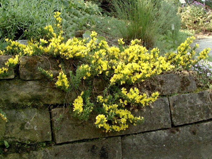 cytisus-decumbens Der Kissenginster als Mauerbegrünung