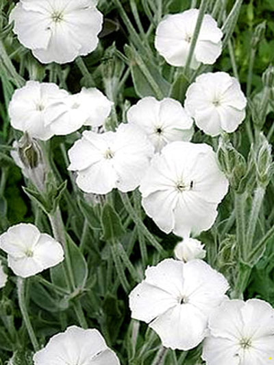 lychnis_coronaria_alba_79932_0 Lychnis (syn. Silene) coronaria 'Alba', Himalaya-Lichtnelke, Kronen-Lichtnelke, Samtnelke