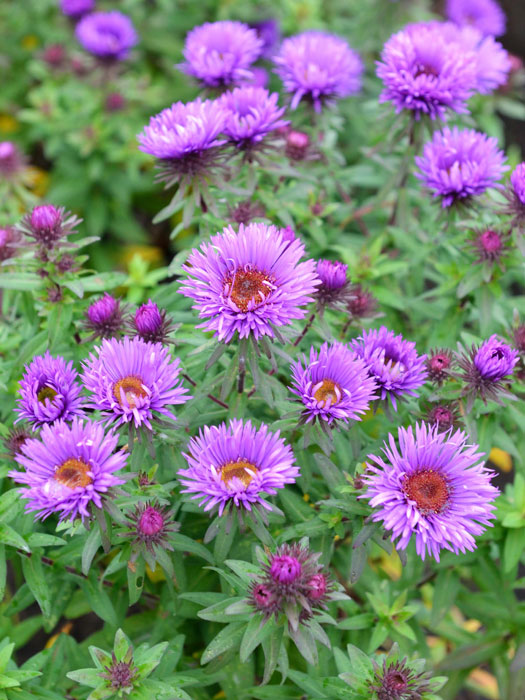 aster-n-b-purple-dome