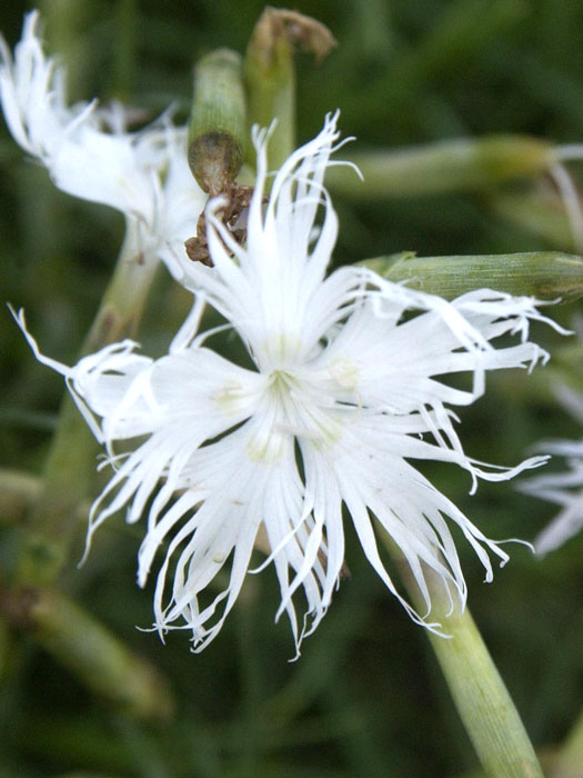 dianthus-arenarius-bluete Dianthus arenarius, Sandnelke, Heidenelke