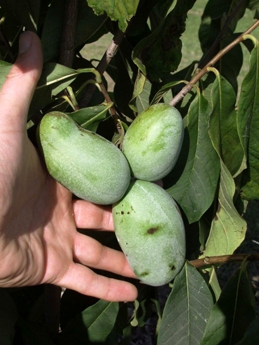indianerbanane-sunflower Indianerbanane 'Sunflower' (PauPau, PawPaw) - veredelt