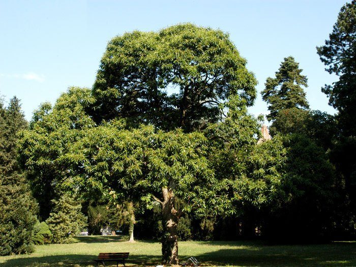 castanea-sativa55599f17a9de4