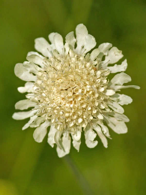 Scabiosa ochroleuca 'Moondance', gelbe Scabiose, gelbe Witwenblume Scabiosa ochroleuca 'Moondance', gelbe Scabiose, gelbe Witwenblume