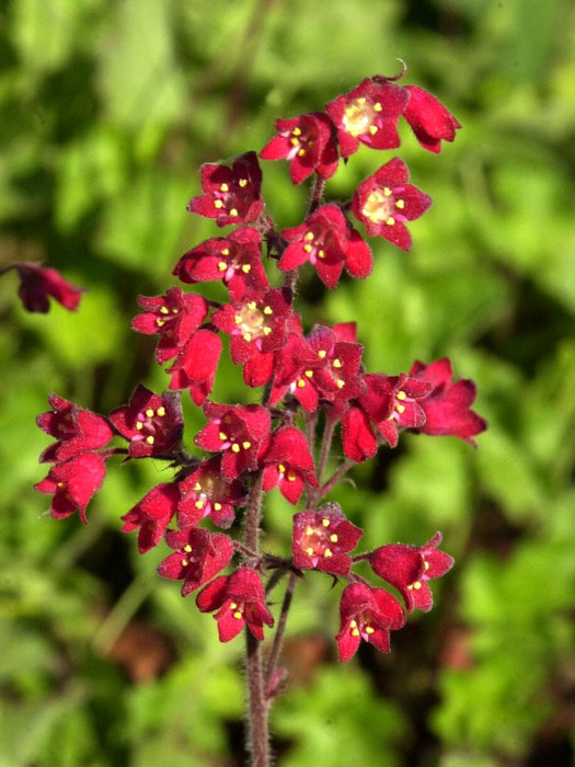 heuchera-leuchtkaefer Heuchera sanguinea 'Leuchtkäfer', Purpurglöckchen, Purpurblatt