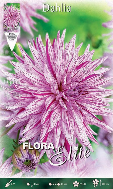 dahlie-hy-trio Kaktus-Dahlie 'Hy Trio', Dahlia (Art.Nr. 520039)