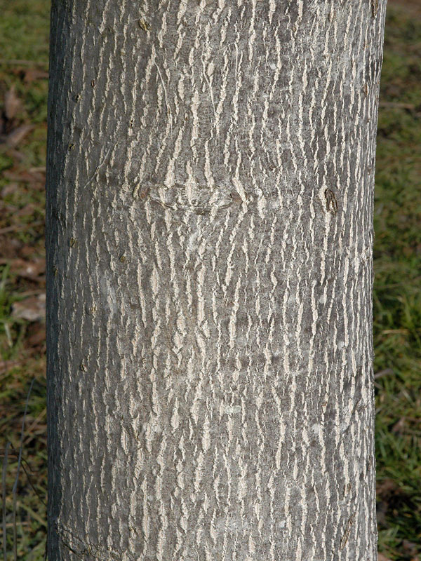 walnuss-juglans-regia-3