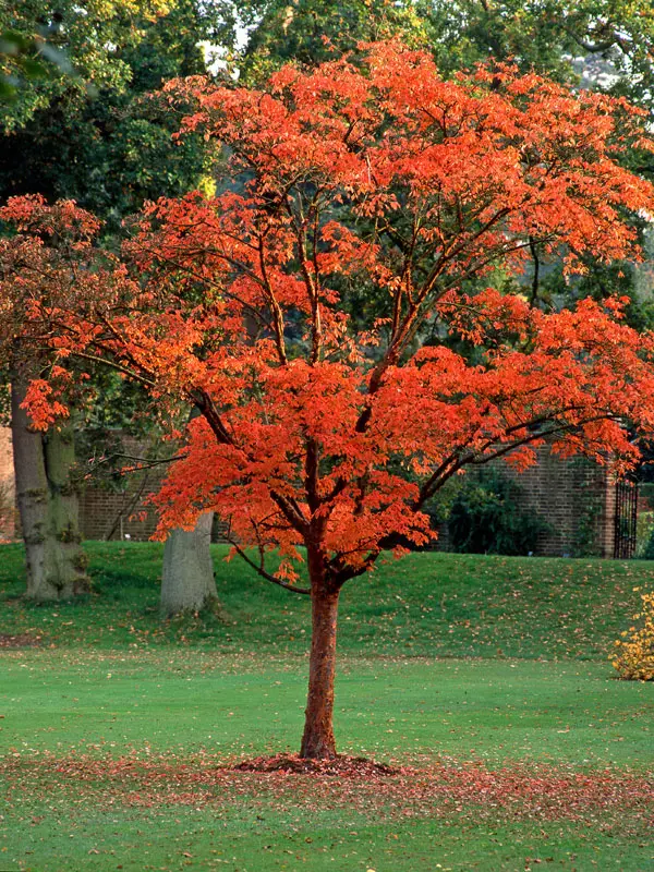 Acer griseum, Zimtahorn - Hochstamm Acer griseum, Zimtahorn - Hochstamm
