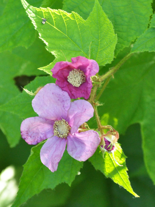 zimthimbeere Zimthimbeere Blüte
