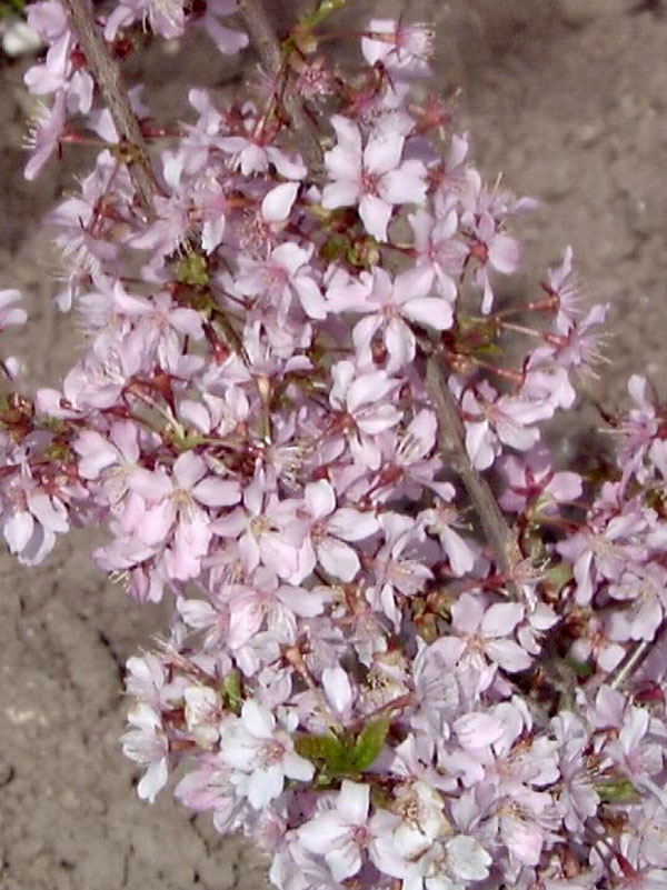 Dichtwachsende Blueten der Prunus kurilensis Ruby