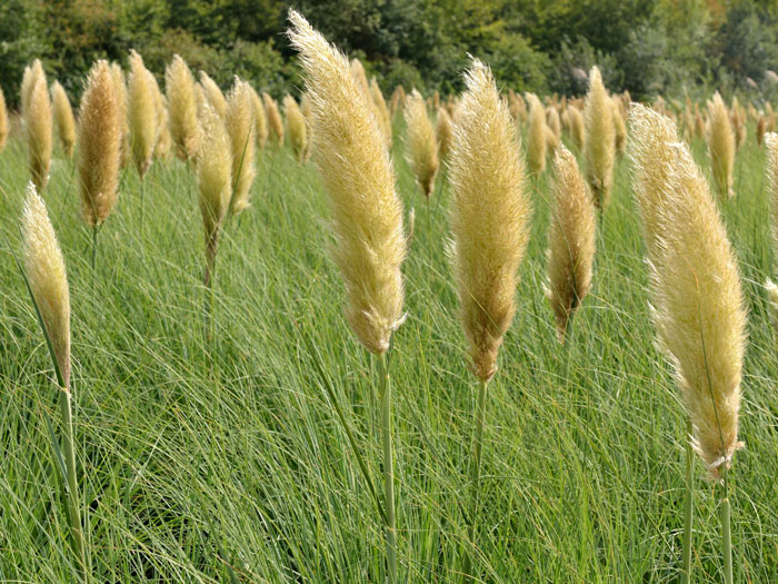 kleines-pampasgras Cortaderia selloana 'Pumila', Kleines Pampasgras