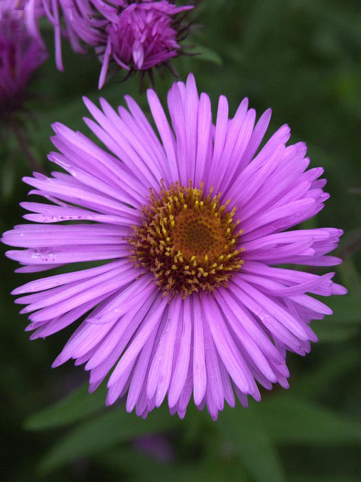 aster-barrs-pink Aster novae-angliae 'Barr's Pink', Raublatt-Aster