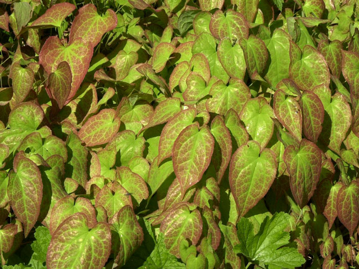 epimedium-rubrum-blatt Das Laub der Elfenblume mit rötlicher Färbung