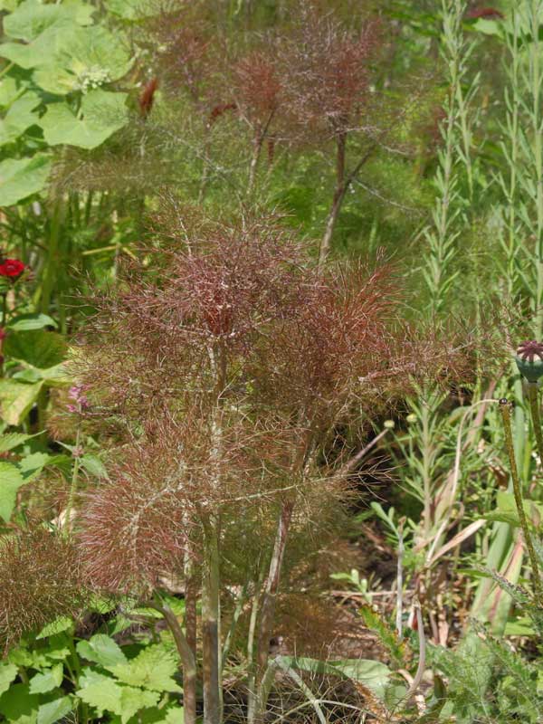 Feines dunkles Laub von Foeniculum vulgare 'Atropurpureum'