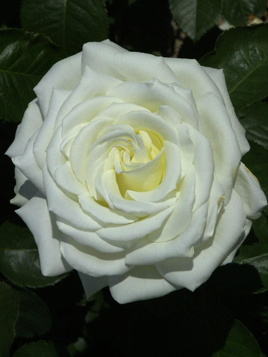 rosenbluete-memoire Blüte der Rose Memoire