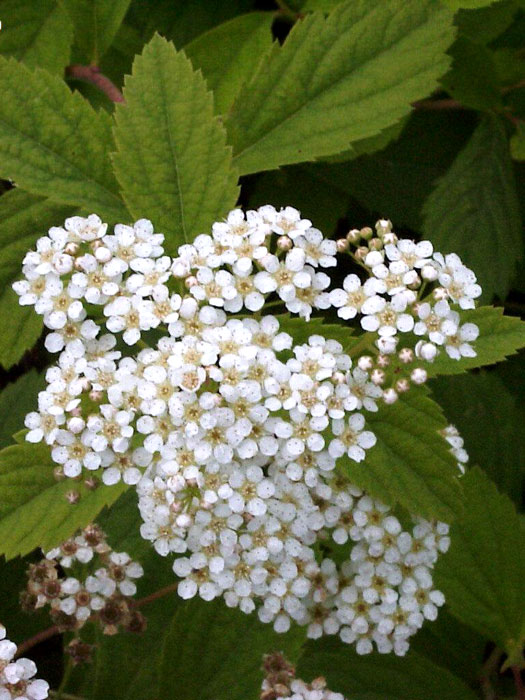 spiraea-decumbens-bluete