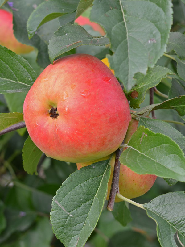 Nahaufnahme Apfel Rubinola