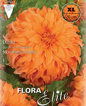 Schmuck-Dahlie 'Moonlight Sonata', Dahlia (Art.Nr. 520173)