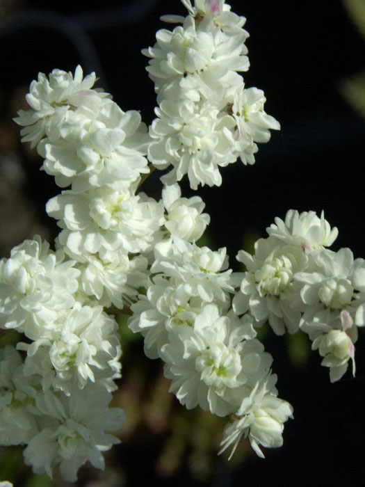 filipendula-plena Filipendula vulgaris 'Plena', Knollen-Mädesüß, kleines Mädesüß