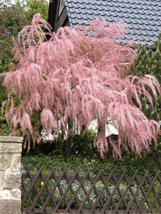 tamarix-parviflora55599484e6fdb Frühlingstamariske Strauch