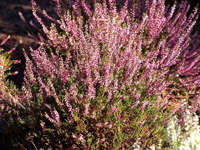 calluna-susanne Wuchs der Knospenheide 'Susanne'