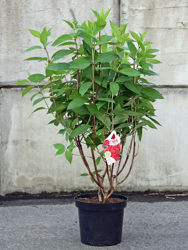 Eine Hydrangea Bloody Marie im Container vor einer Beton-Mauer