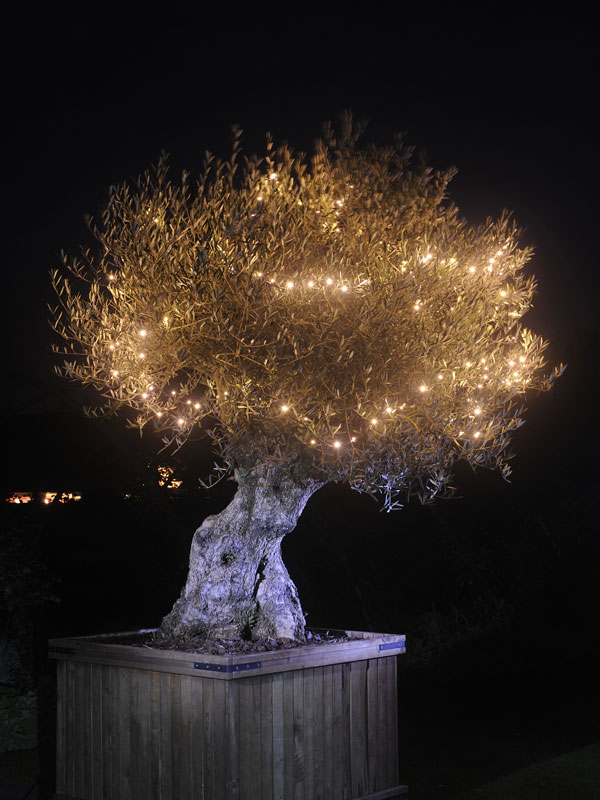 Lichterkette Linea auf einer Baumkrone leuchtet bei Nacht