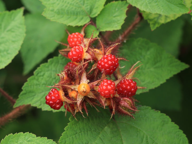 Nahaufnahme der Früchte einer Japanischen Weinbeere