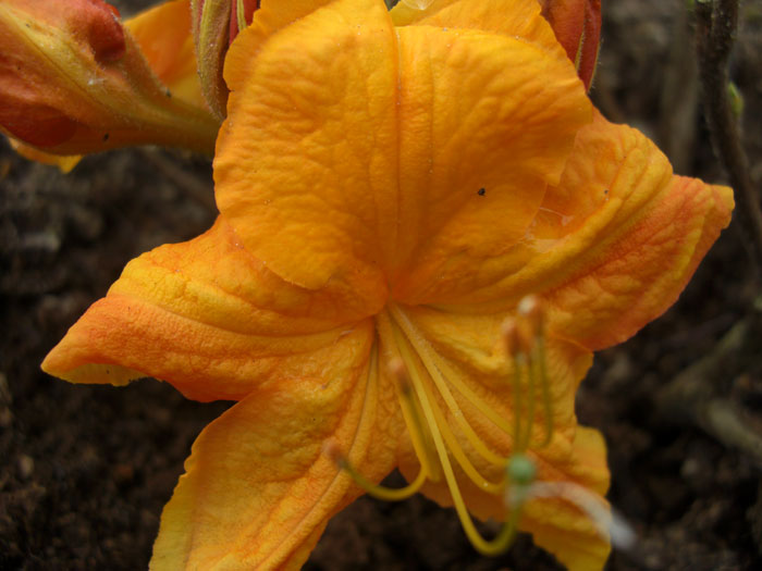 rhododendron-klondyke