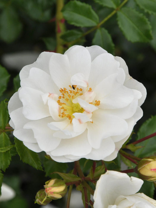rose-diamant-bluete Blühende Rose Diamant
