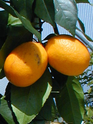 citrus_frucht