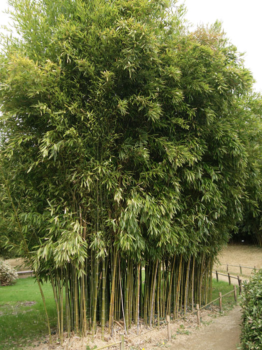 phyllostachys-atrovaginata Phyllostachys atrovaginata 'Green Parfume', Weihrauchbambus
