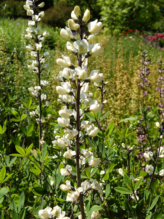 Blüte weiße Indigolupine Blüten der weissen Indigolupine