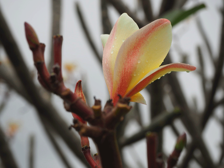 magnolie-sunsation Magnolia 'Sunsation', Magnolie