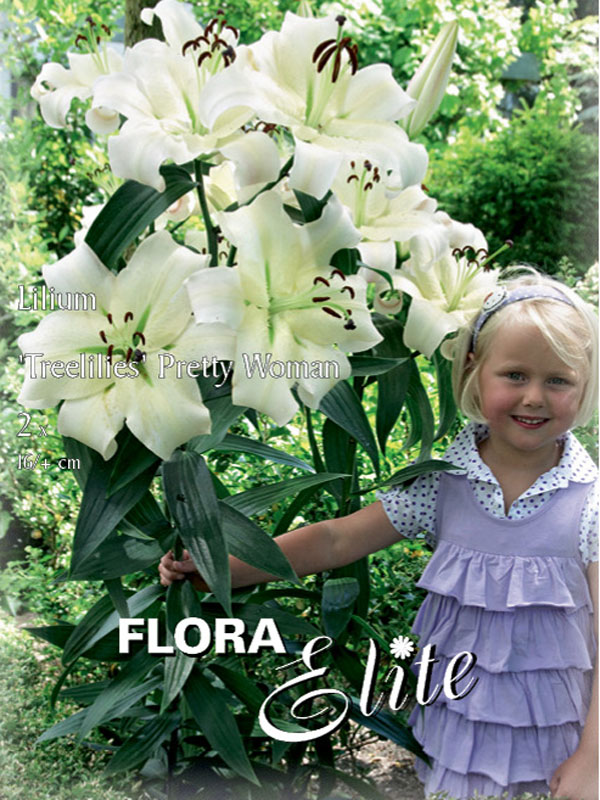 Baumlilien 'Pretty Woman'