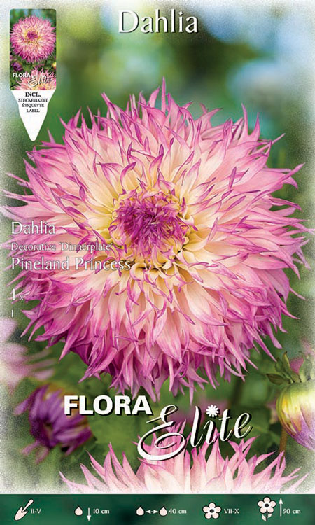 dahlie-pineland-princess Schmuck-Dahlie 'Pineland Princess', Dahlia (Art.Nr. 520333)