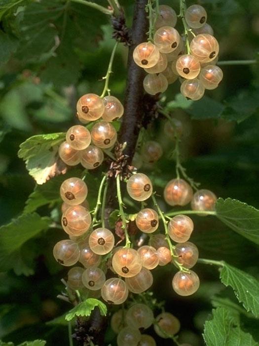 johannisbeere-versailler Johannisbeere 'Weiße Versailler'