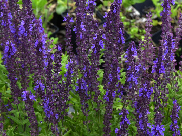 salbei-blaukoenigin Bodendecker Salbei Blaukönign