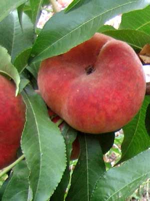 paraguayo_tellerpfirsich_j