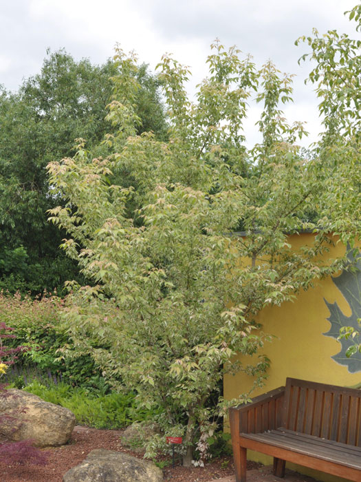 acer-negundo-flamingo Flamingoahorn Strauch