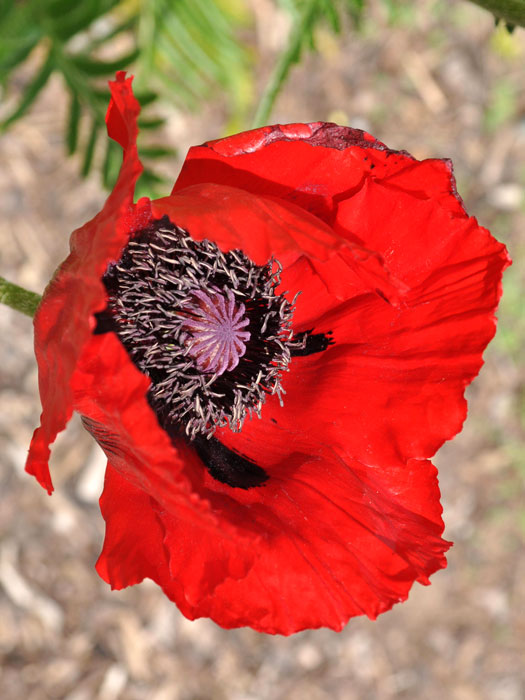 papaver-beauty-of-livermere Papaver orientale 'Beauty of Livermere', Türkischer Mohn