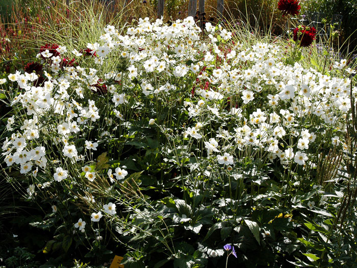 honorine-jobert-anemone Blütenfülle der Herbstanemone 'Honorine Jobert'