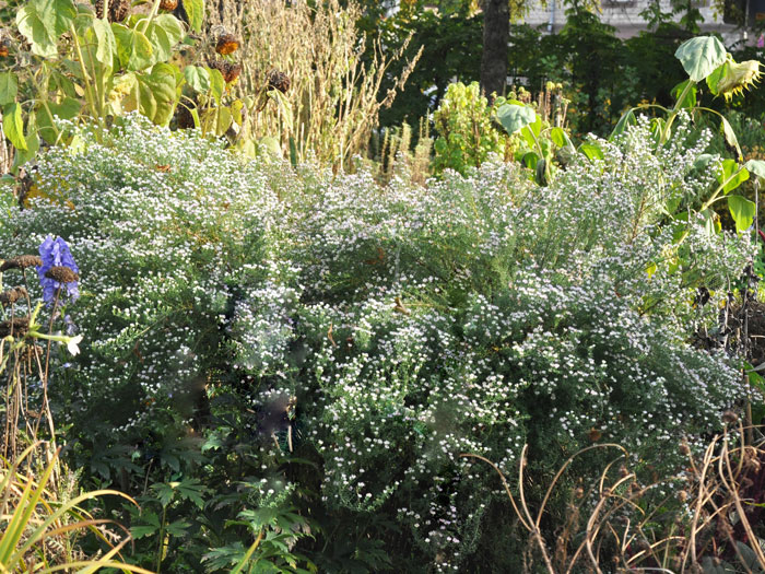 aster-ericoides-schneetanne