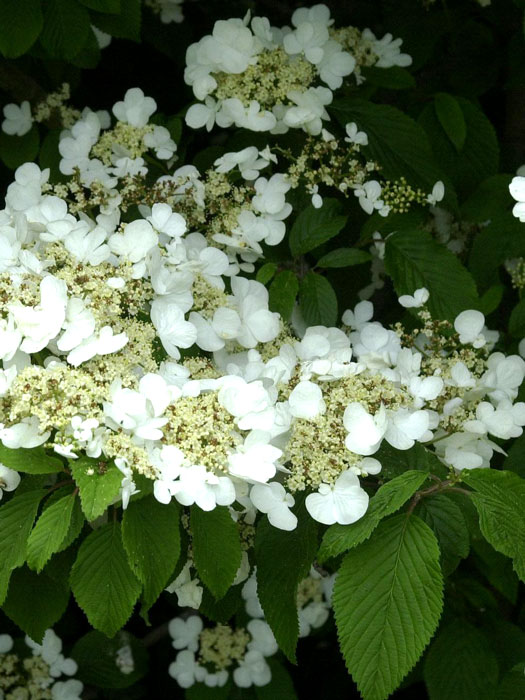 viburnum-plicatum-bluete Filziger Schneeball Blütenstand
