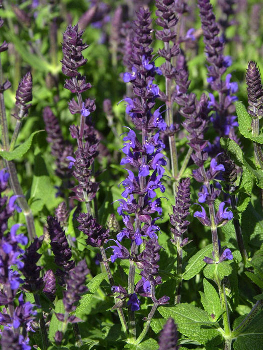 salvia-blaukoenigin Salbei Blaukönigin Blütenkerzen