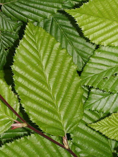 carpinus_betulus_2_43156_3_43156_3 Carpinus betulus Blatt