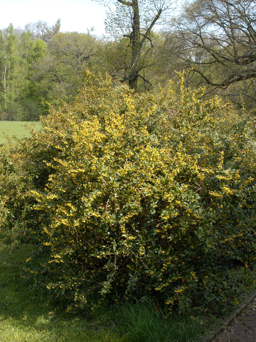 berberis-julianae