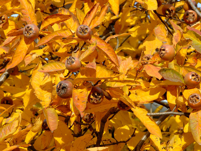 Mespilus germanica im Herbst Mespilus germanica im Herbst