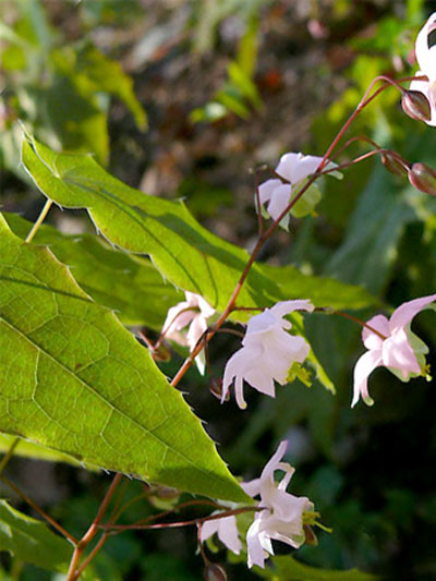 epimedium_pauciflorum_1_795_79522_0 Die Elfenblume mit zarter, rosaroter Blüte