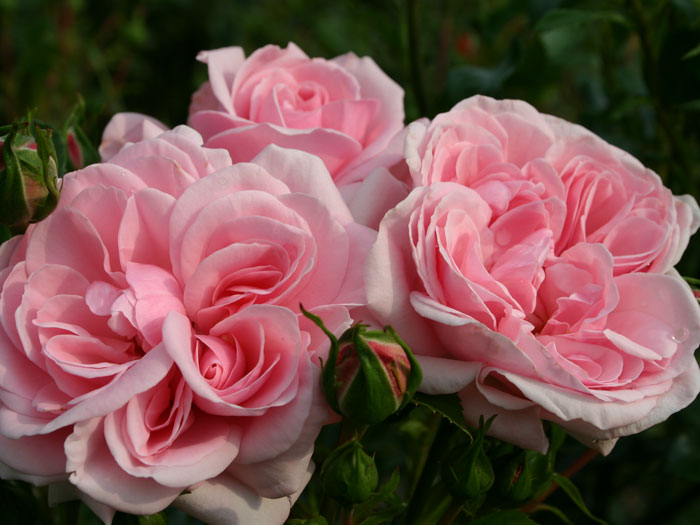 rose-home-and-garden-2 die Rose Home and Garden