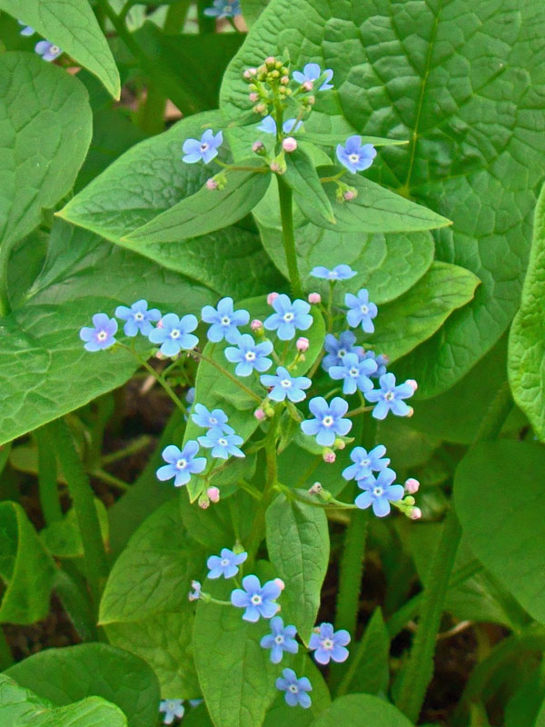 Bluete der Brunnera macrophylla